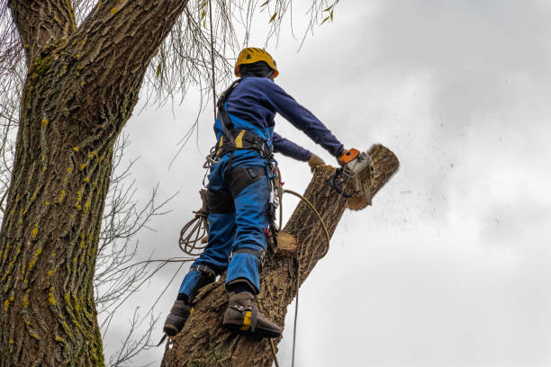 Professional Tree Services in Waunakee, WI